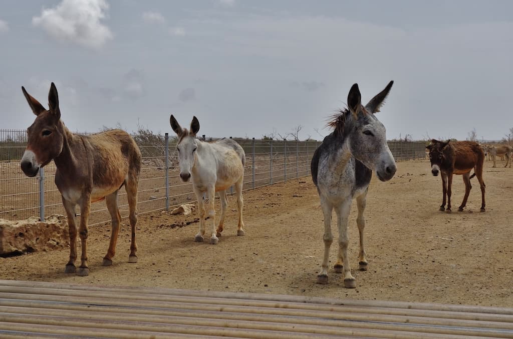 Donkeys at the Bonaire Donkey Sanctuary 