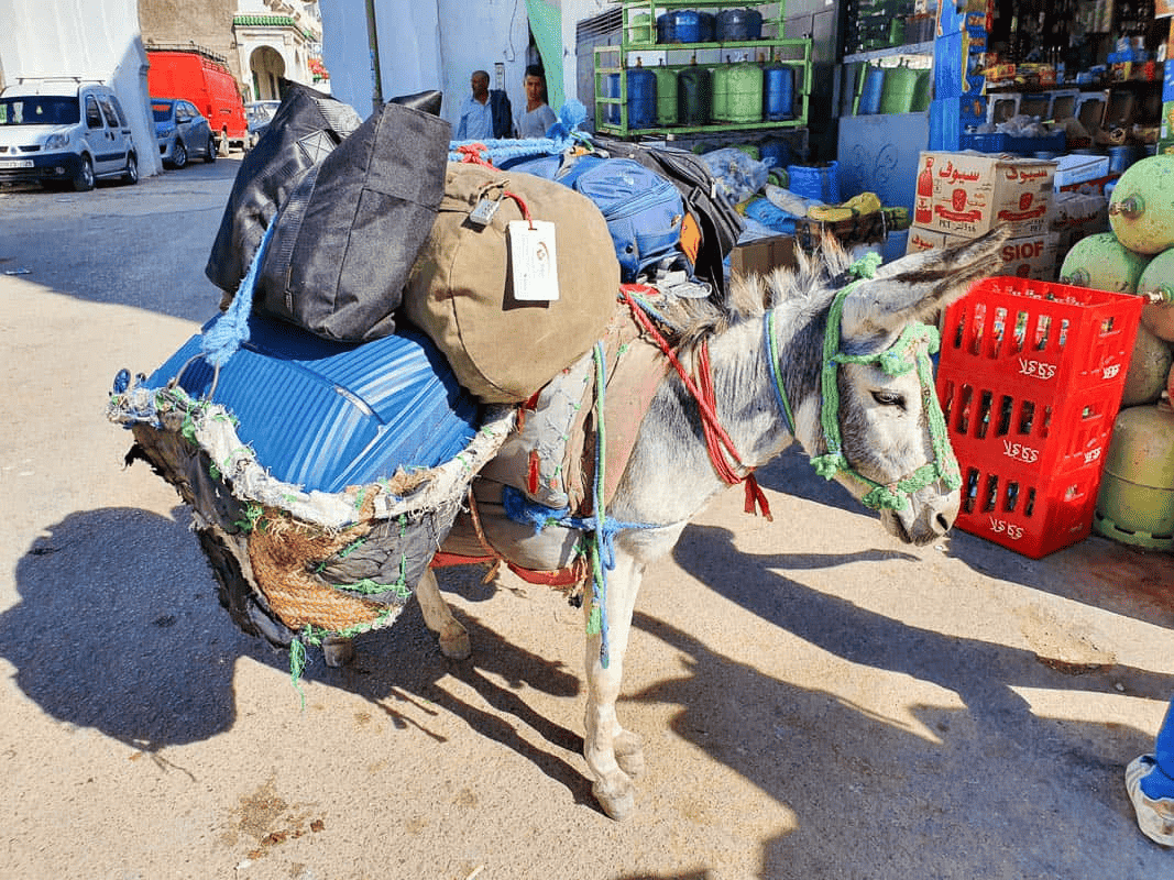 donkey transporting luggage in Morocco